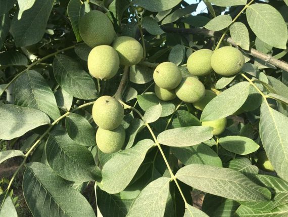 نهال گردو آلتای ترکیه