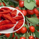خرید نهال گوجه بری