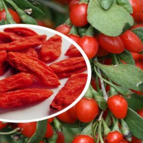 خرید نهال گوجه بری