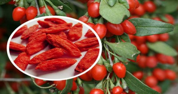 خرید نهال گوجه بری