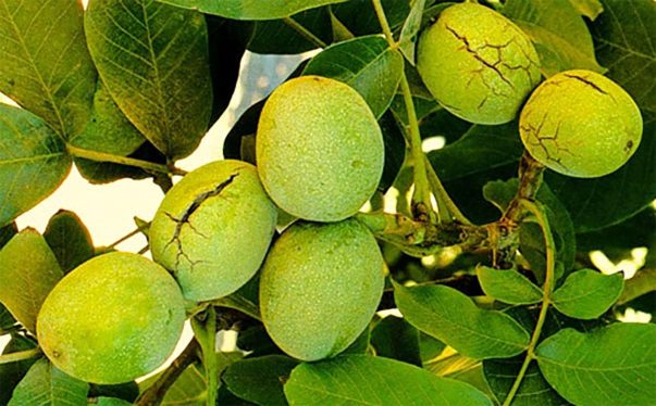 خرید نهال گردو آلتای