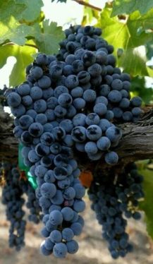 نگهداری نهال انگور سردشت