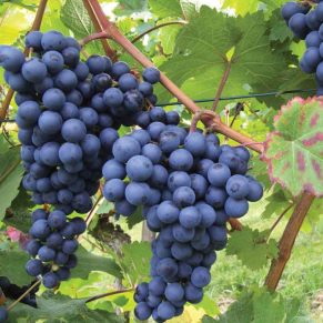 شرایط اقلیمی نهال-انگور-سیاه-سردشت