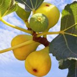 نگهداری نهال انجیر عسلی