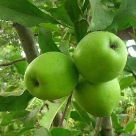 نگه داری از نهال سیب سبز