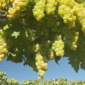 ویژگی نهال انگور سفید