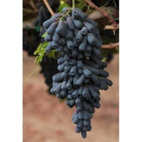 انواع نهال انگور بلک ویلیام