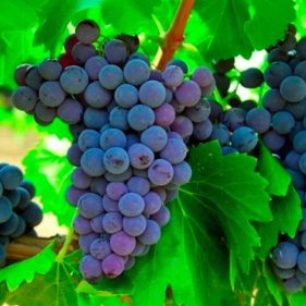 انواع نهال انگور سلطانی
