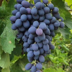 نهال انگور بلک سیدلس