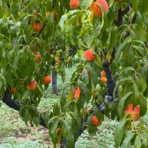 تولید نهال هلو مخملی پاییز