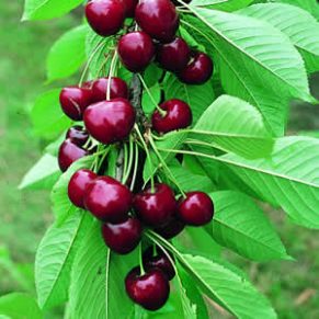 نگهداری نهال-گیلاس-سیلویا-پیش-رس