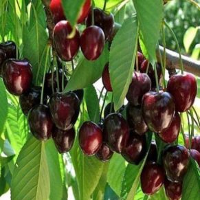 نگهداری نهال-گیلاس-سیاه-مشهد