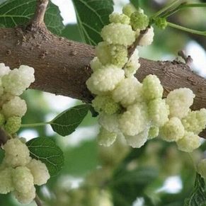 کاشت نهال توت سفید محلی