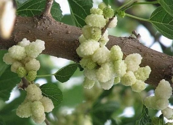 کاشت نهال توت سفید محلی