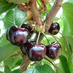 تولید نهال گیلاس فرنگی