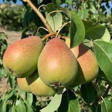 تولید نهال گلابی کوشیا