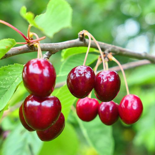 نهال آلبالو فرنگی