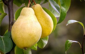 نهال گلابی سردرودی