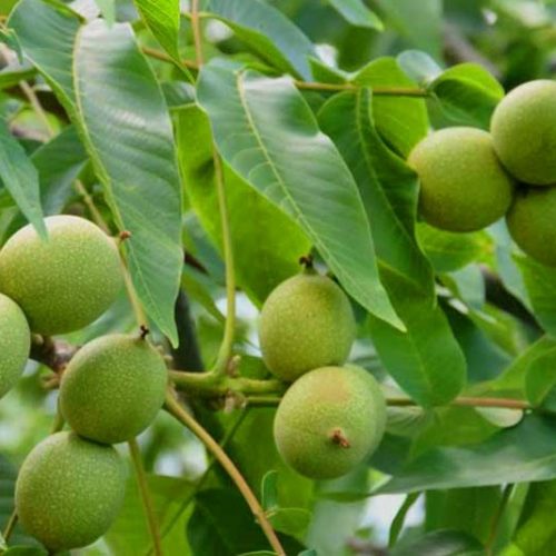 نهال گردو فرنور پیوندی