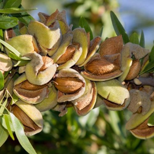 نهال بادام شکوفه