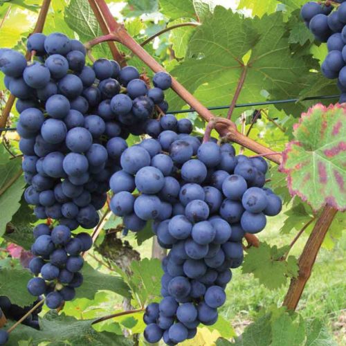 نهال انگور سیاه سردشت