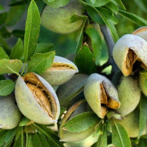 نهال بادام سفید