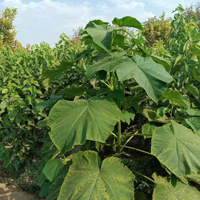 نهال پالونیا