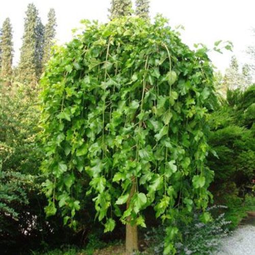 نهال توت چتری