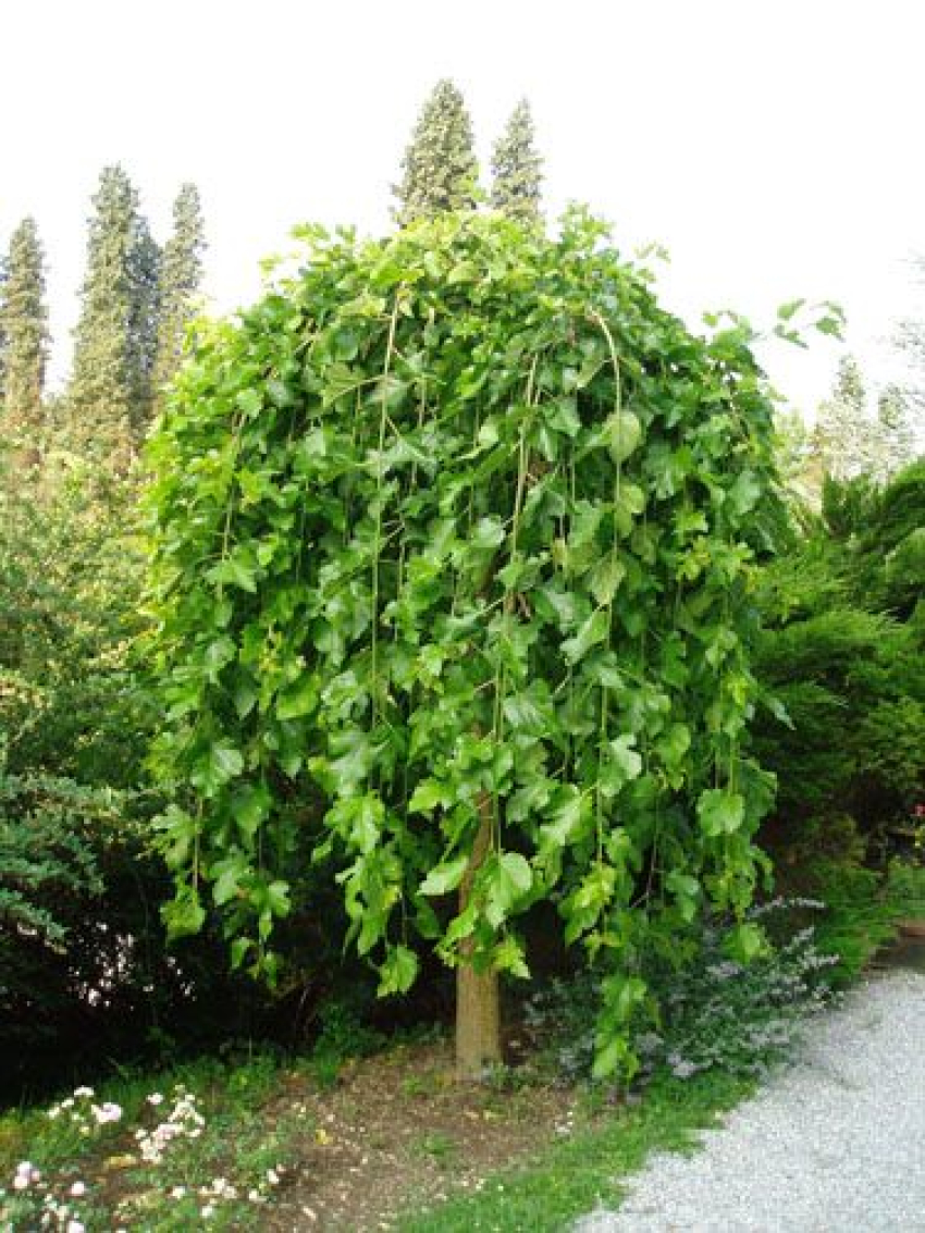 نهال توت چتری