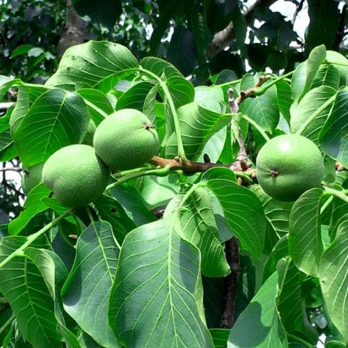 نهال گردو کانادایی