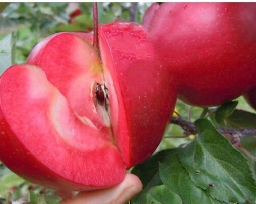 نهال آلو شابلون آمریکایی