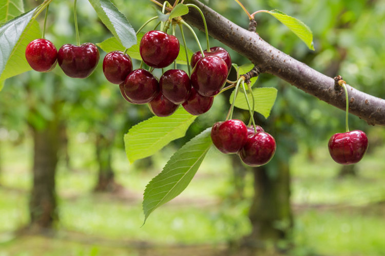 نهال آلبالو سیگانی