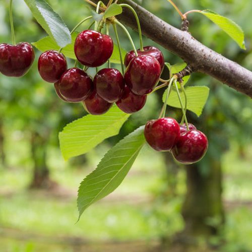 نهال آلبالو خوشه ای