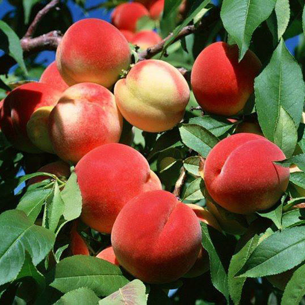 نهال هلو قجیر قائنات