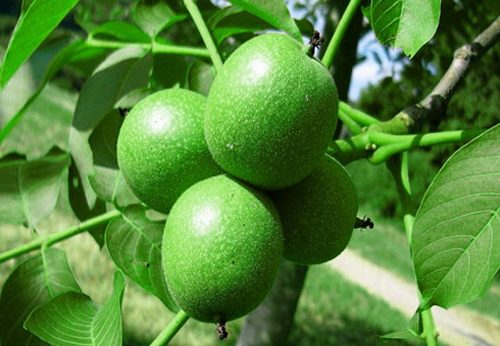 نهال گردو فرانکت