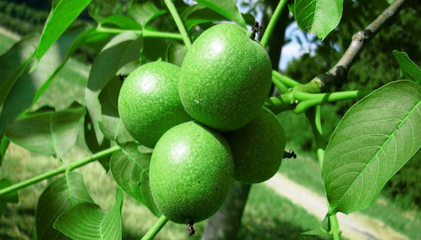 نهال گردو فرانکت