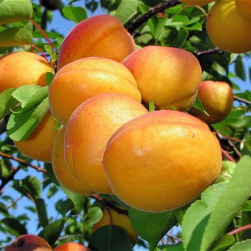 نهال زرد الو عسگر اباد دیررس