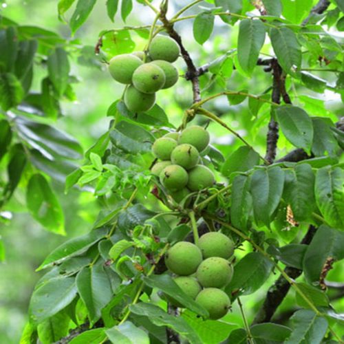 نهال گردو خوشه ای