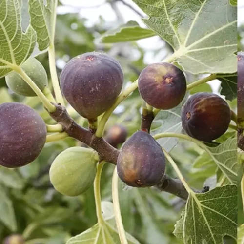 نهال انجیر خشکبار