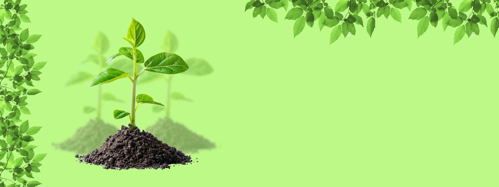 فروش انواع نهال های مثمر و غیرمثمر
