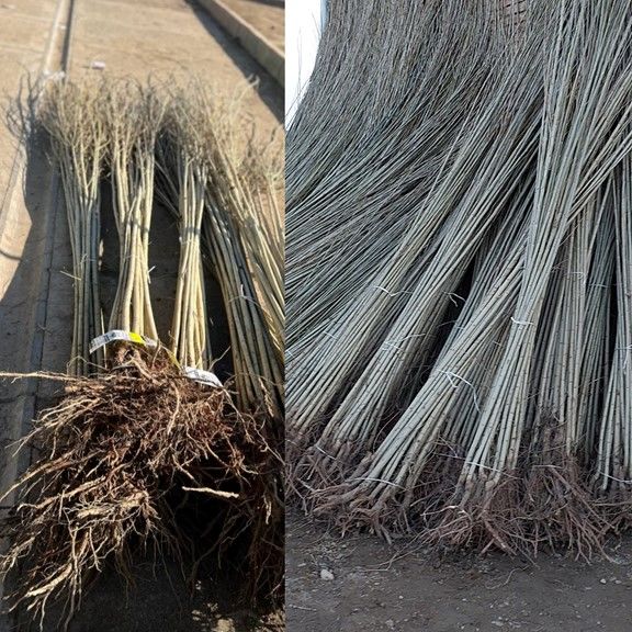 نهال صنوبر نیگرا ترکیه (2 متری )