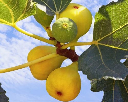 نهال انجیر عسلی