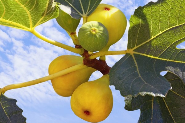 نهال انجیر عسلی