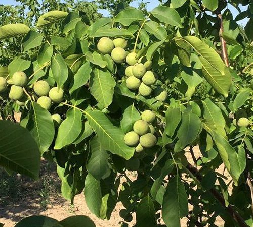 نهال گردو چندلر