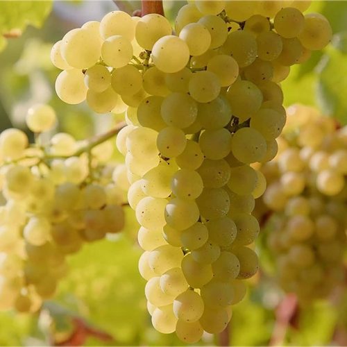 نهال انگور بیدانه زرد