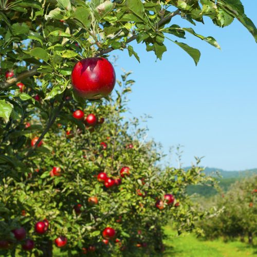 نهال سیب پایه کوتاه