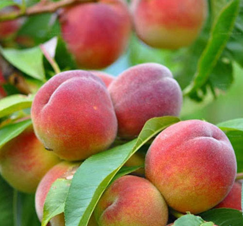 هلو مخملی پاییز