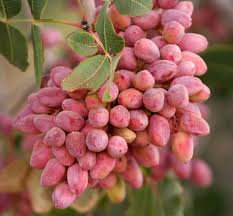 نهال پسته احمد اقایی