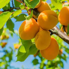 نهال زردالو انبه ای