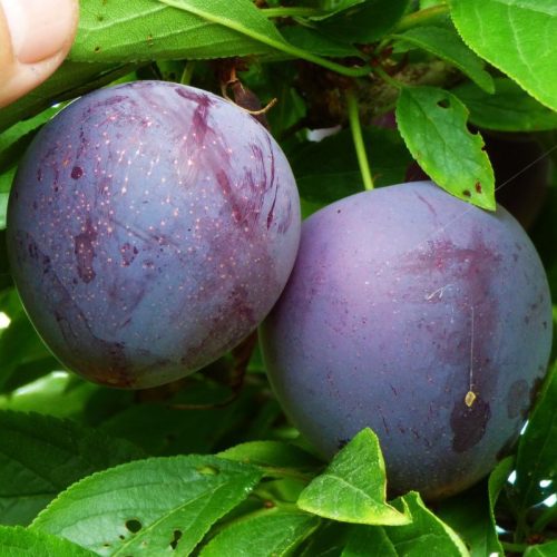 نهال آلو سیاه